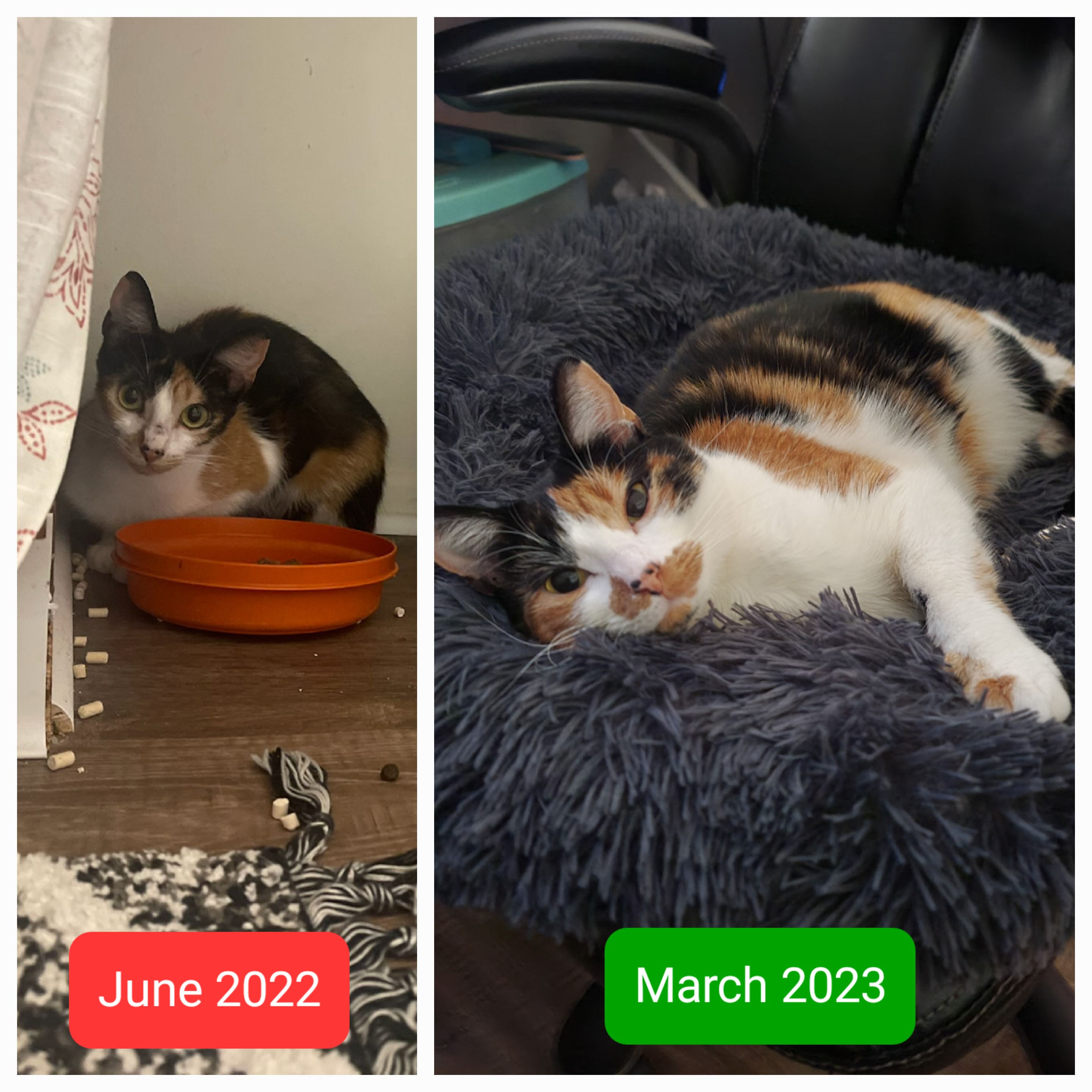 puppies in a drain pipe