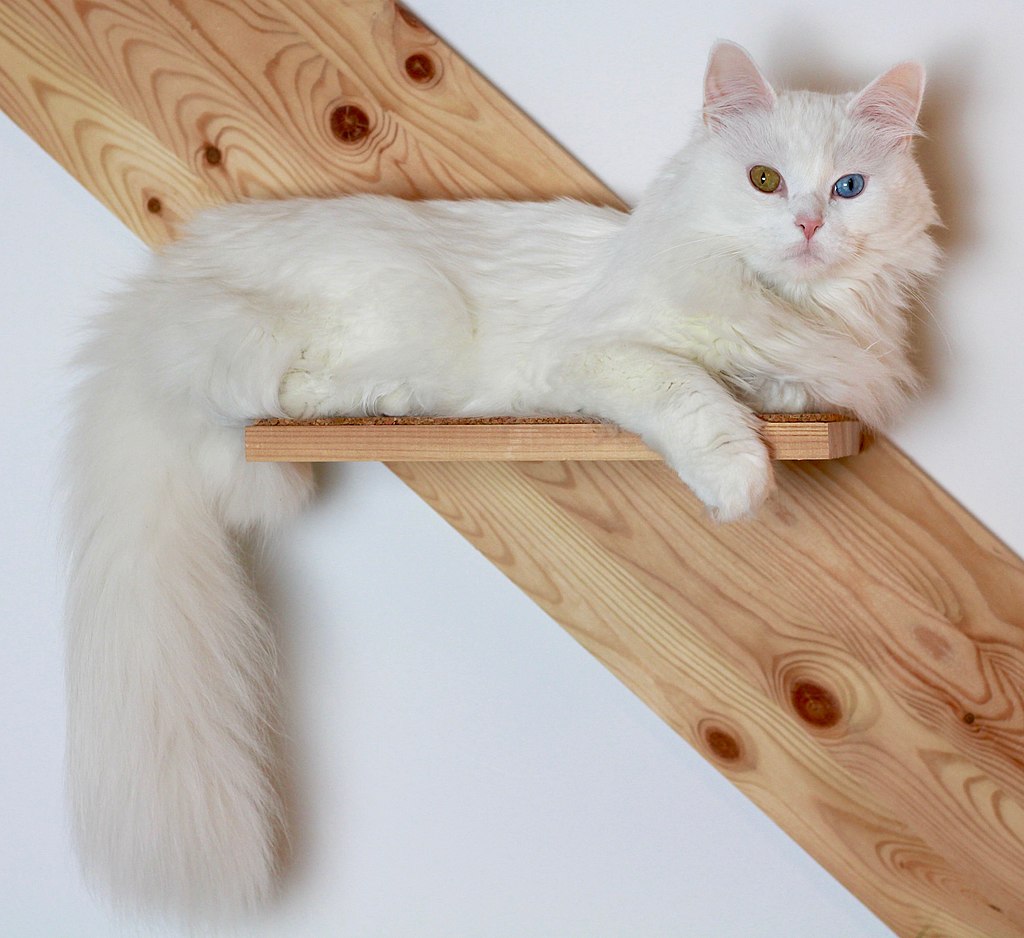 A Turkish Angora cat with different-colored eyes