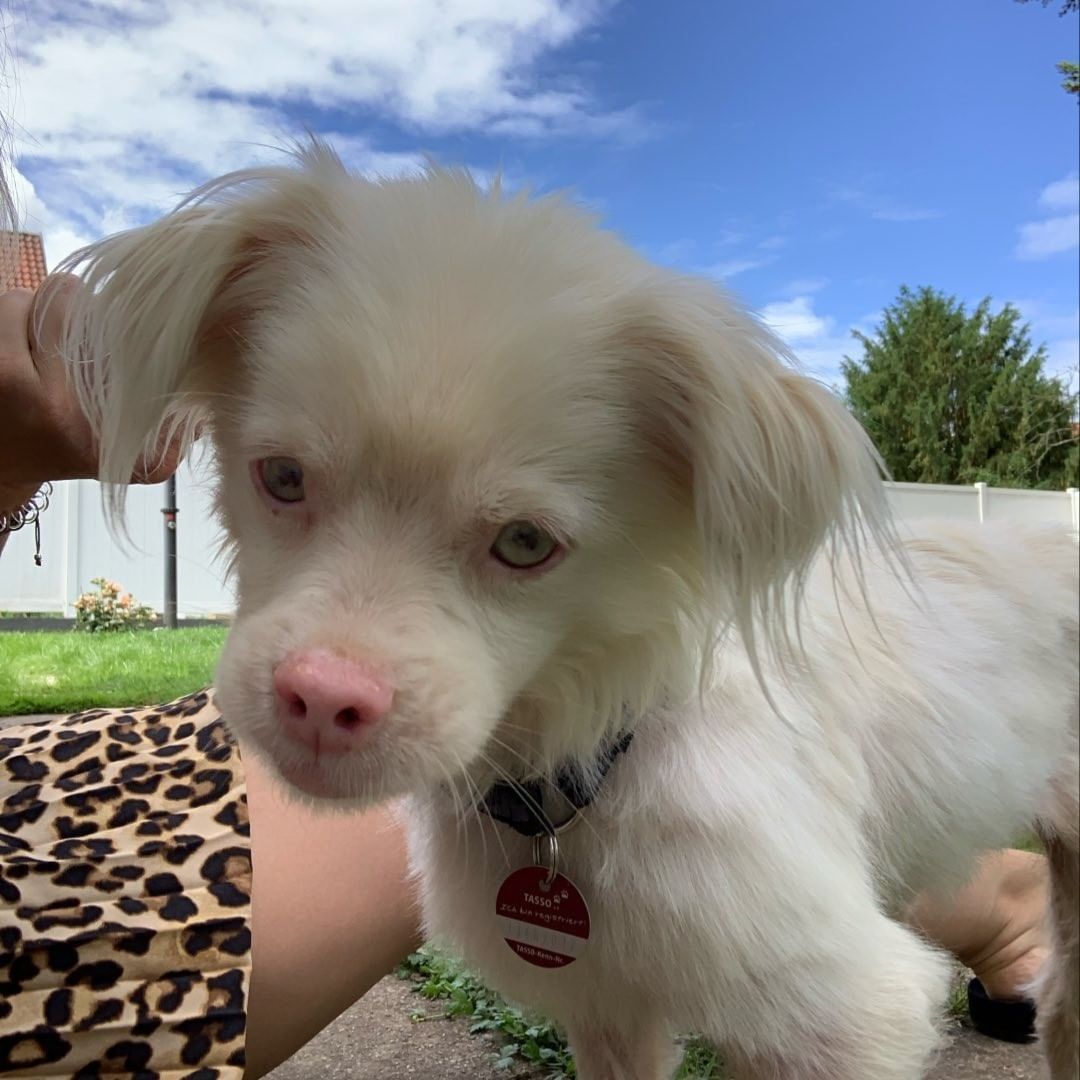 Bela the Albino Dog