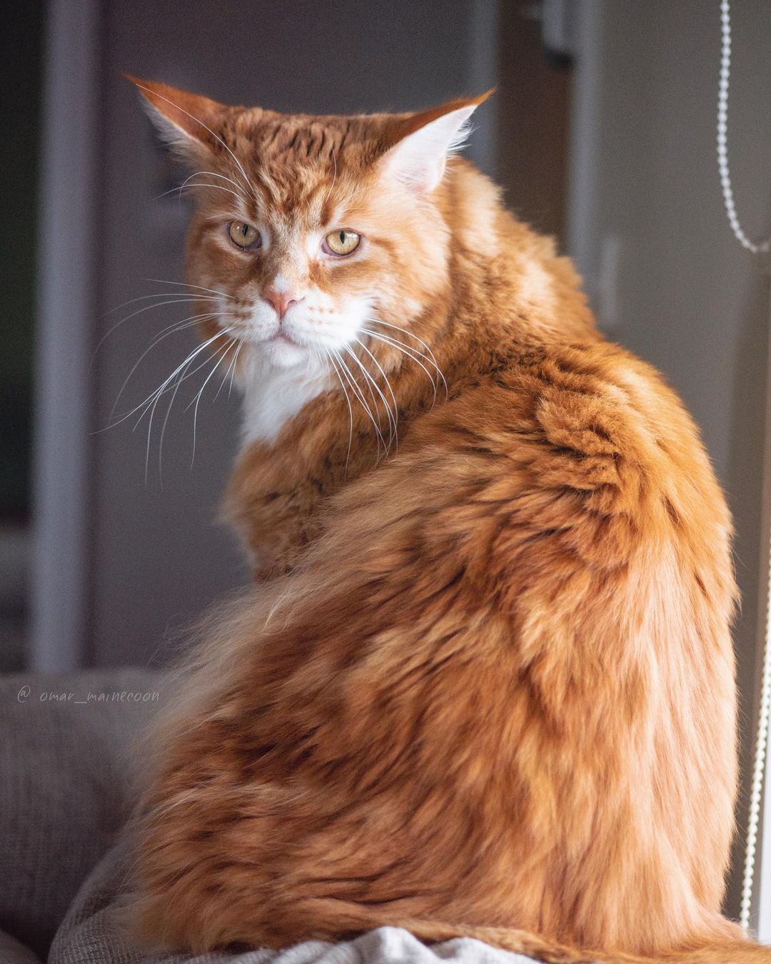 Omar the Maine Coon cat