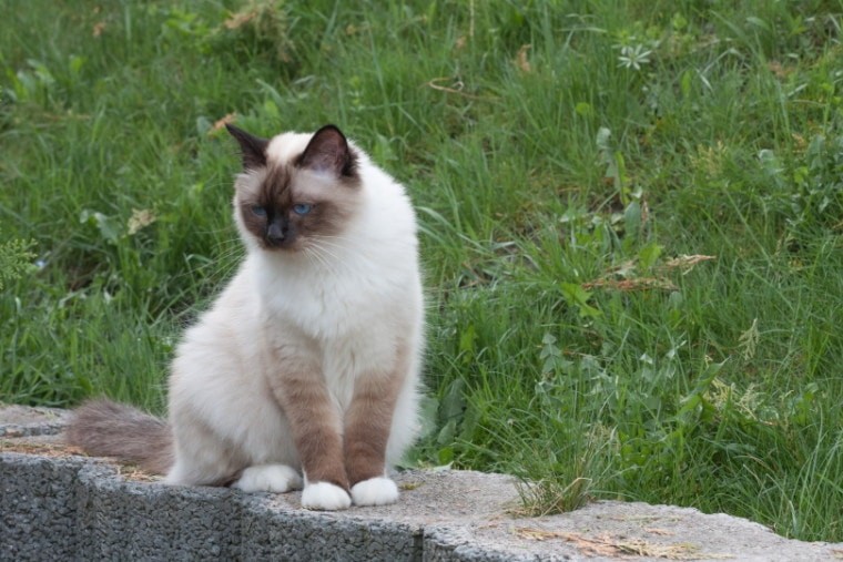 a Birman cat