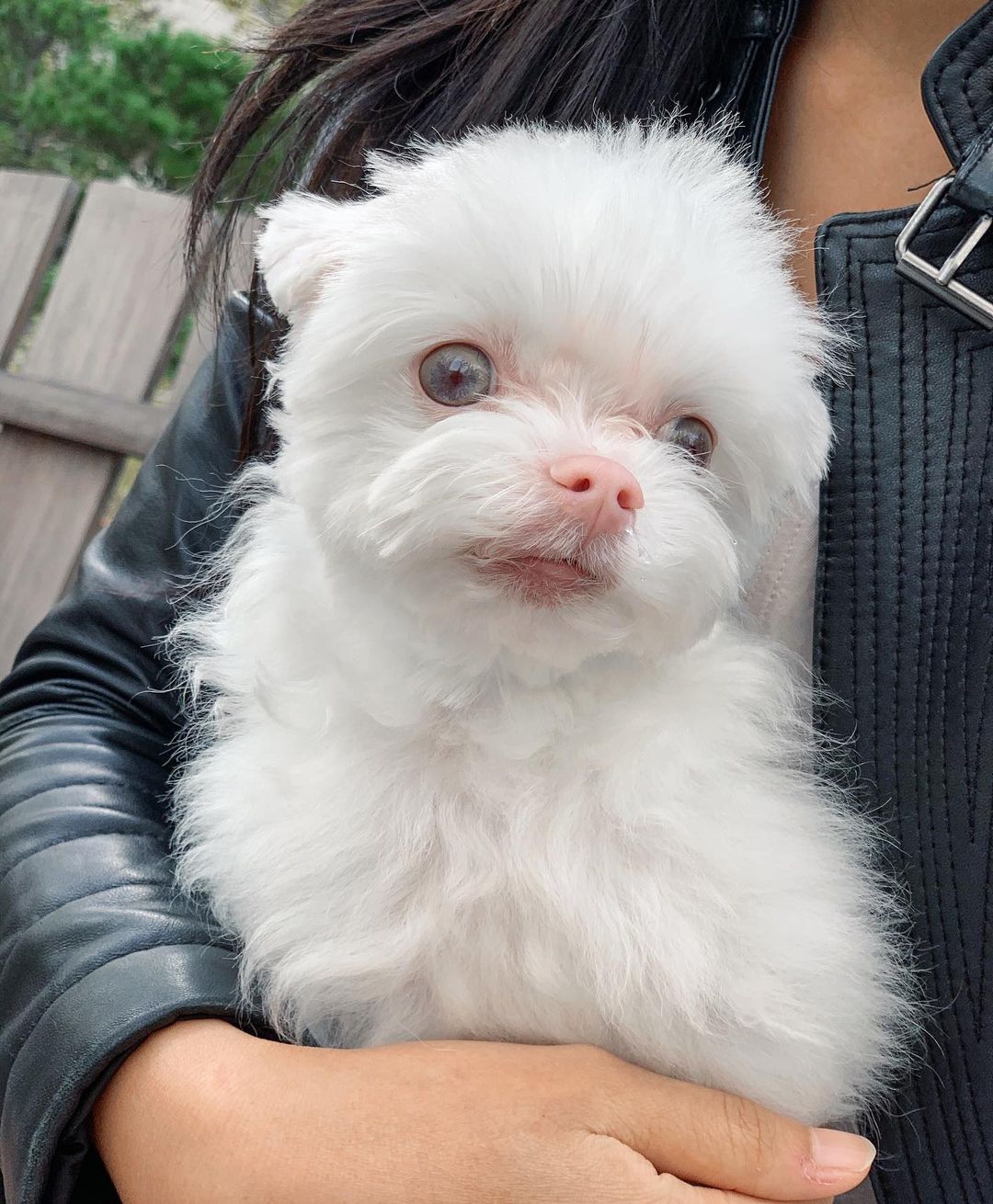 Blue the Albino Dog