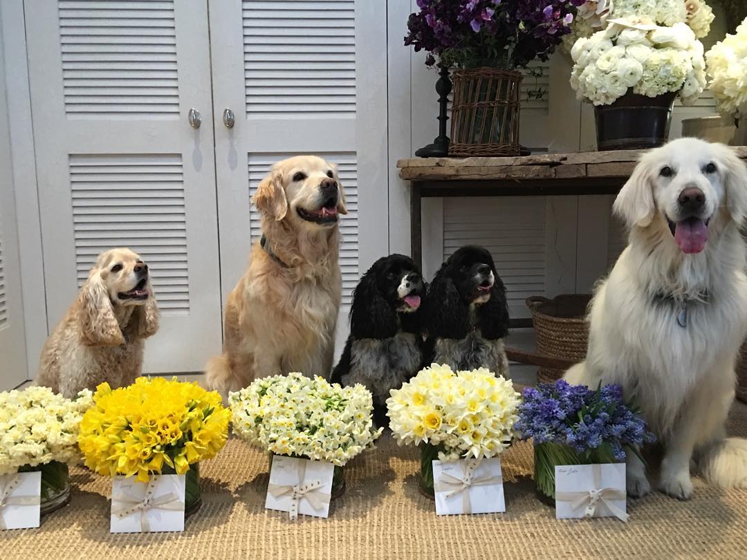 Oprah's five dogs