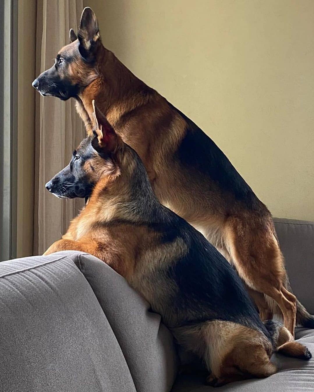 German Shepherd Dogs