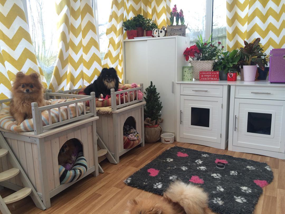 Pomeranians' room