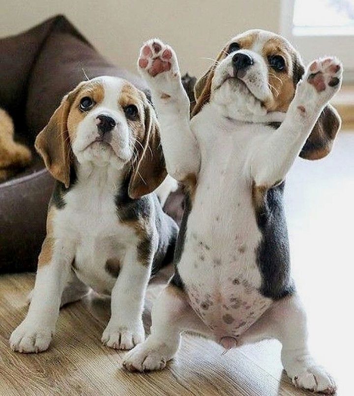 Beagle puppies