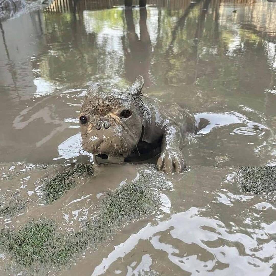 This small Frenchie looks like a hippo after swimming in a mud bath