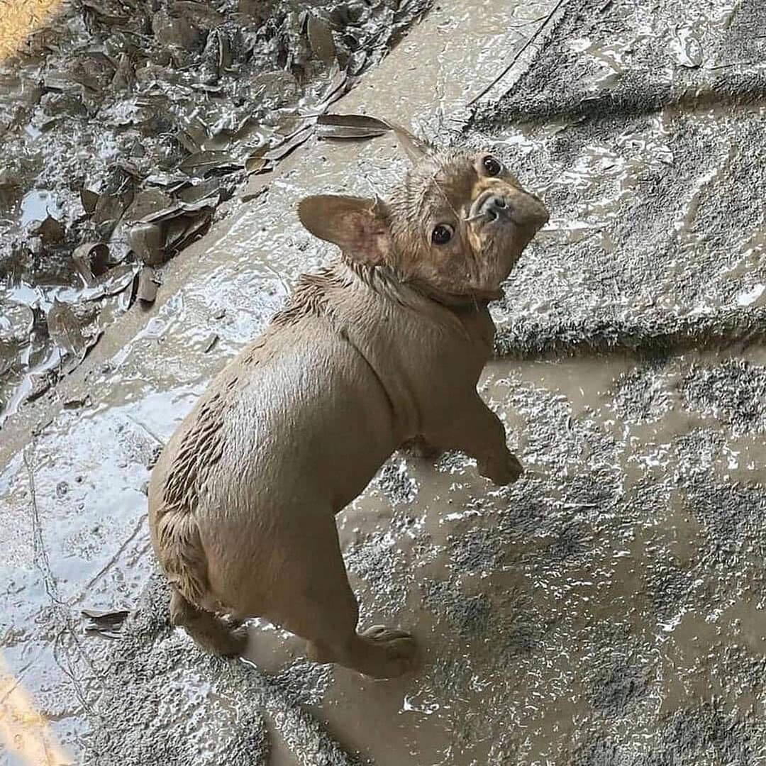 This small Frenchie looks like a hippo after swimming in a mud bath