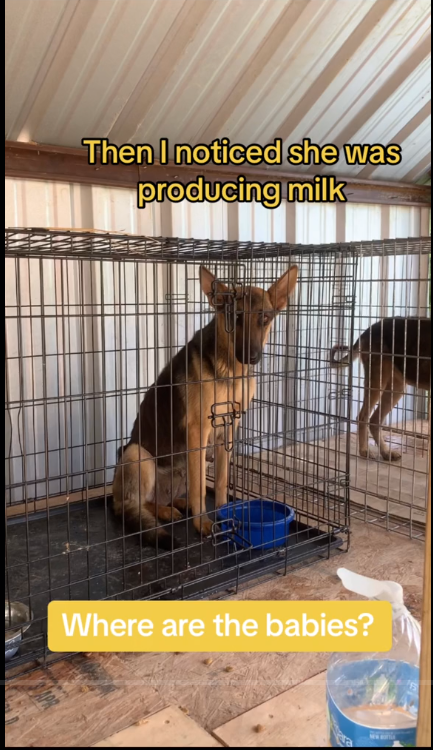 A rescued dog in Texas