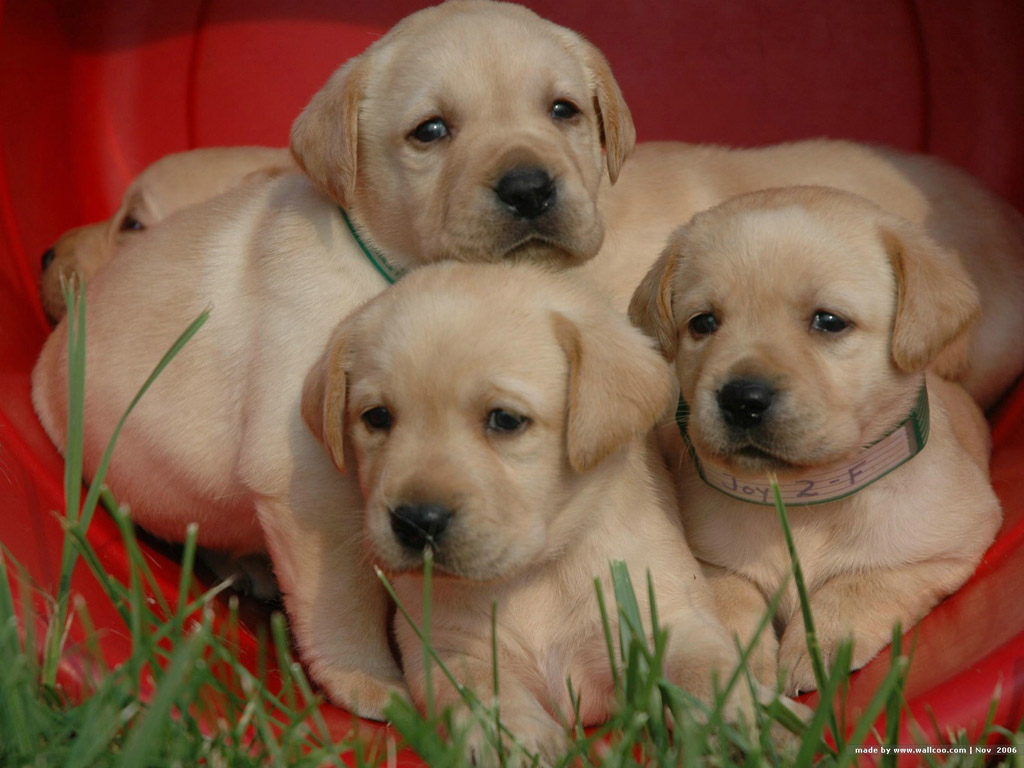 Labrador puppies