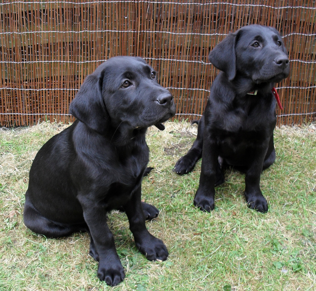 Two black Labrador Retrievers