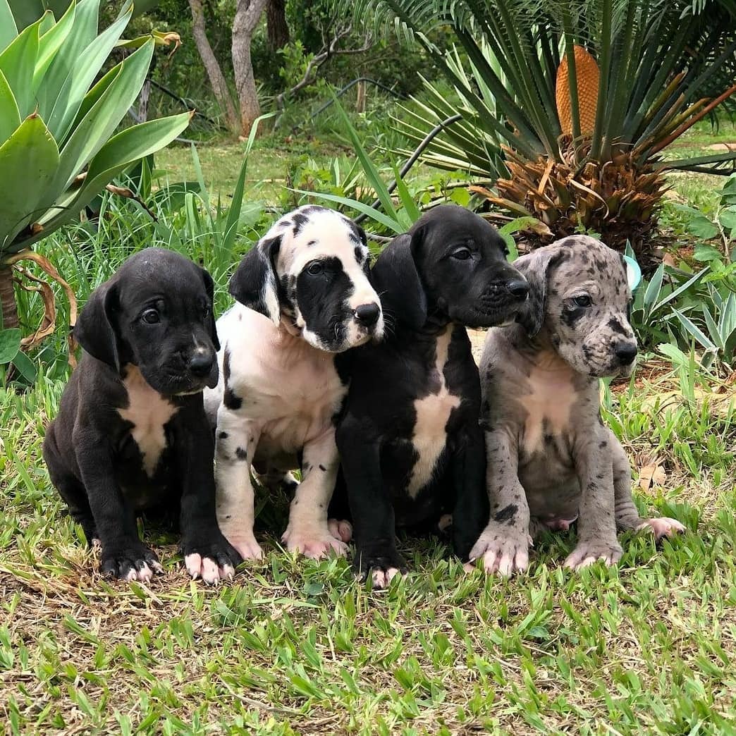 Great Dane puppies