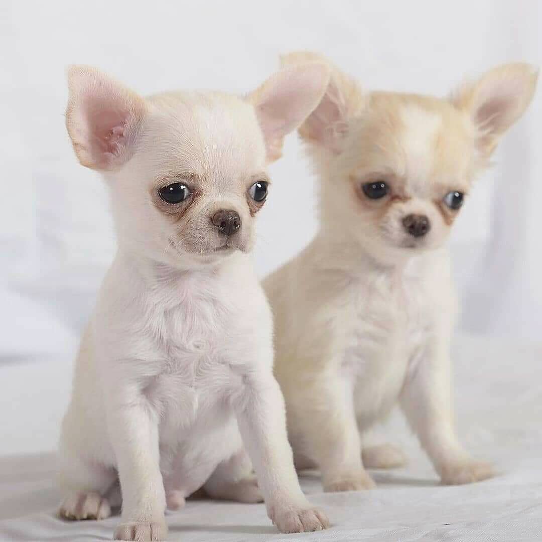Chihuahua puppies