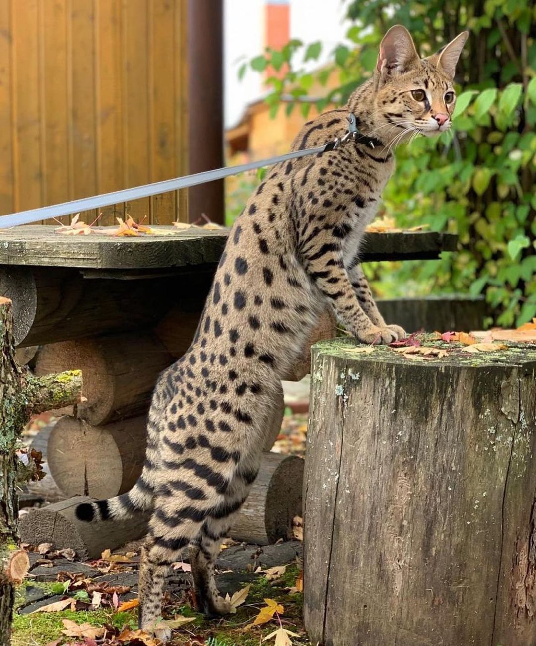 F1 Savannah Cat