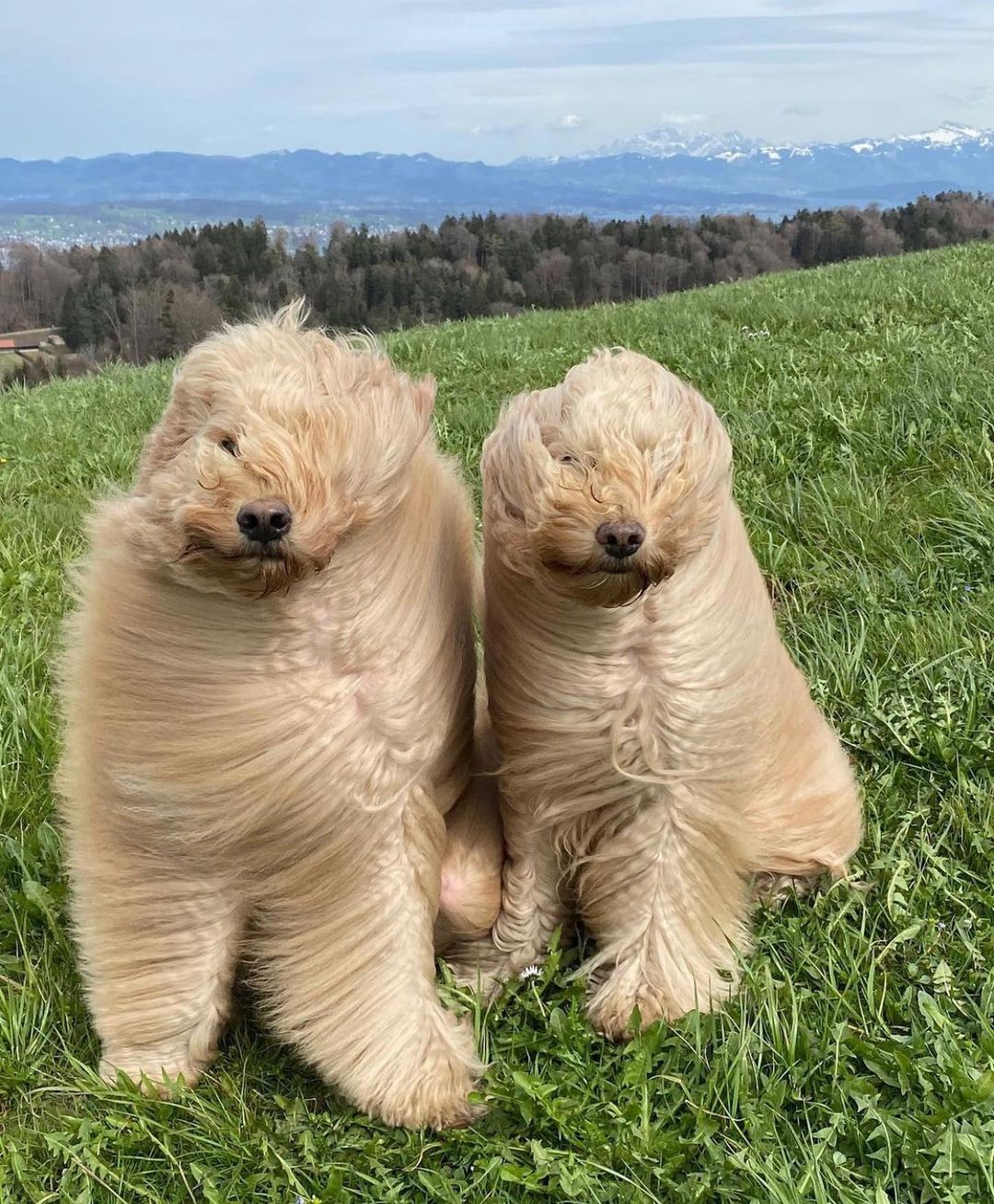 2 golden doodles sitting outside with their hair wildly blowing in the wind