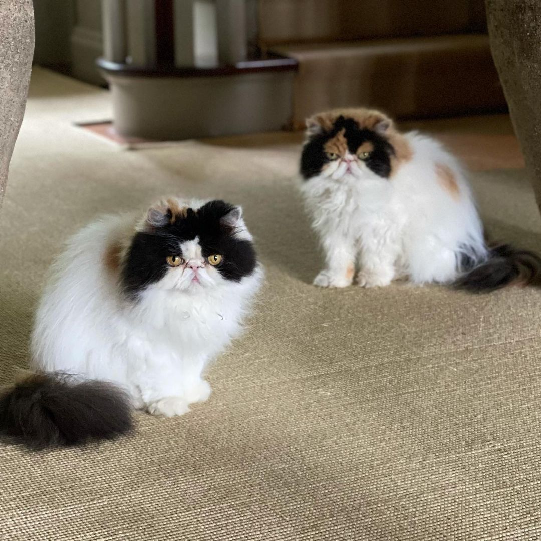 Martha Stewart's cats, Empress Tang and Princess Peony