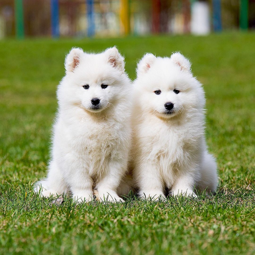 Samoyed puppies