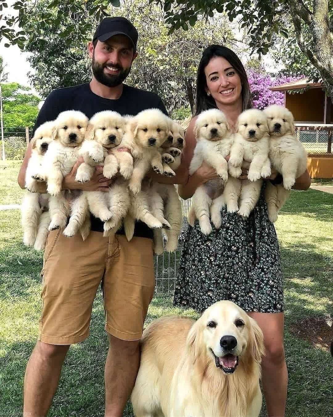 Golden Retriever puppies