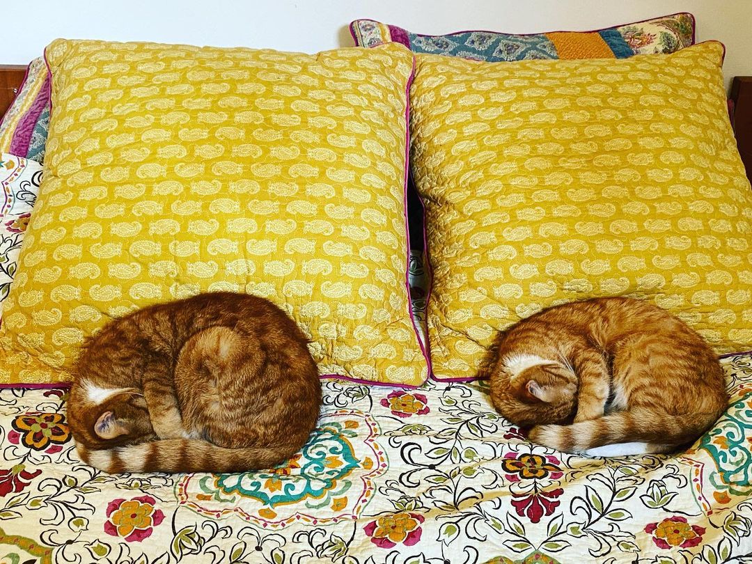 Cinnamon and Clover, the twin cats