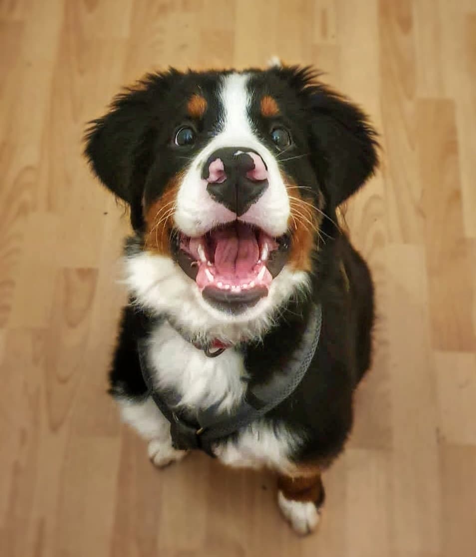 Bosco, the smiling Bernese