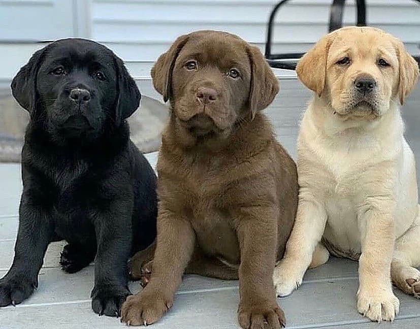 3 Labrador puppies