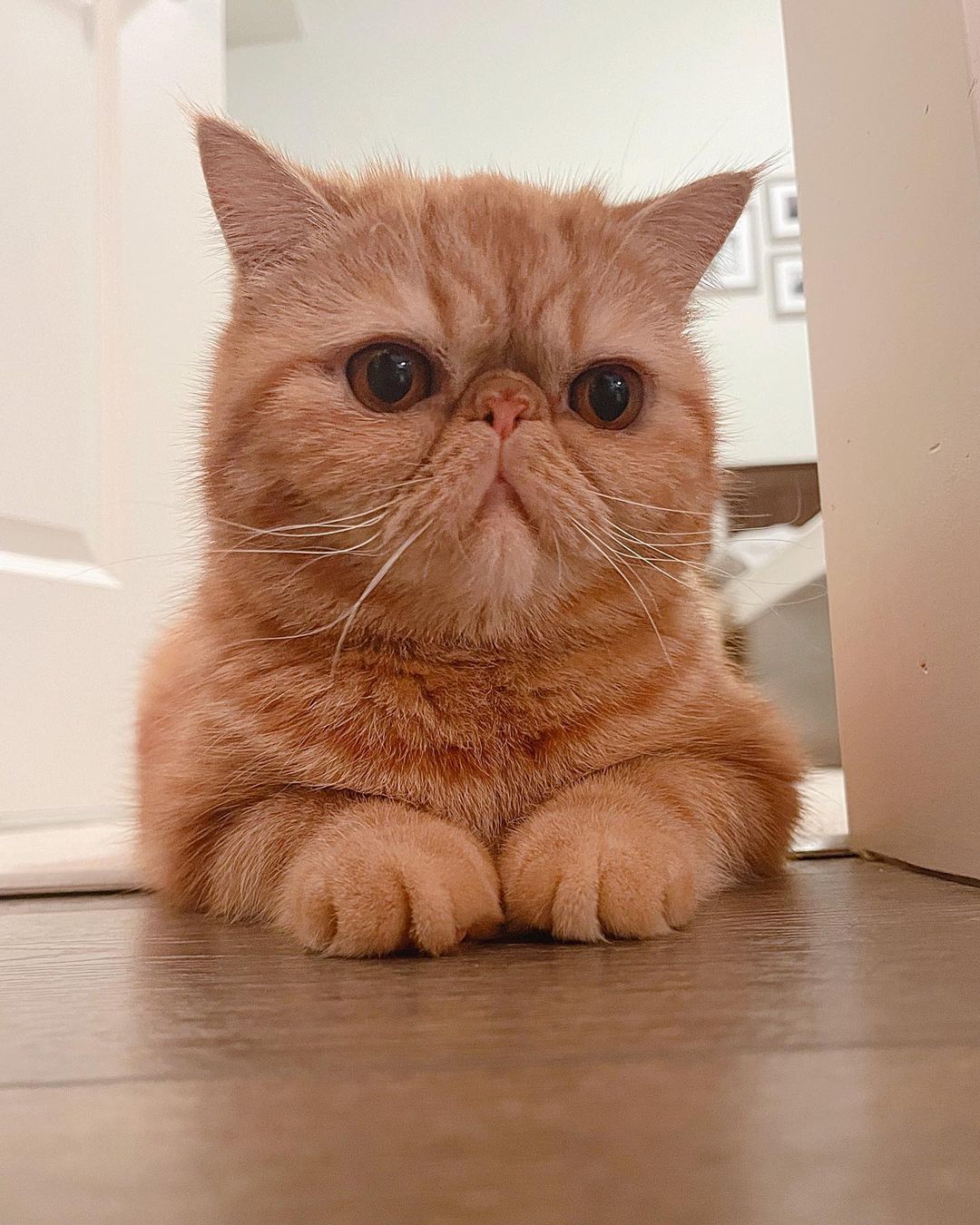 Exotic Shorthair Cats