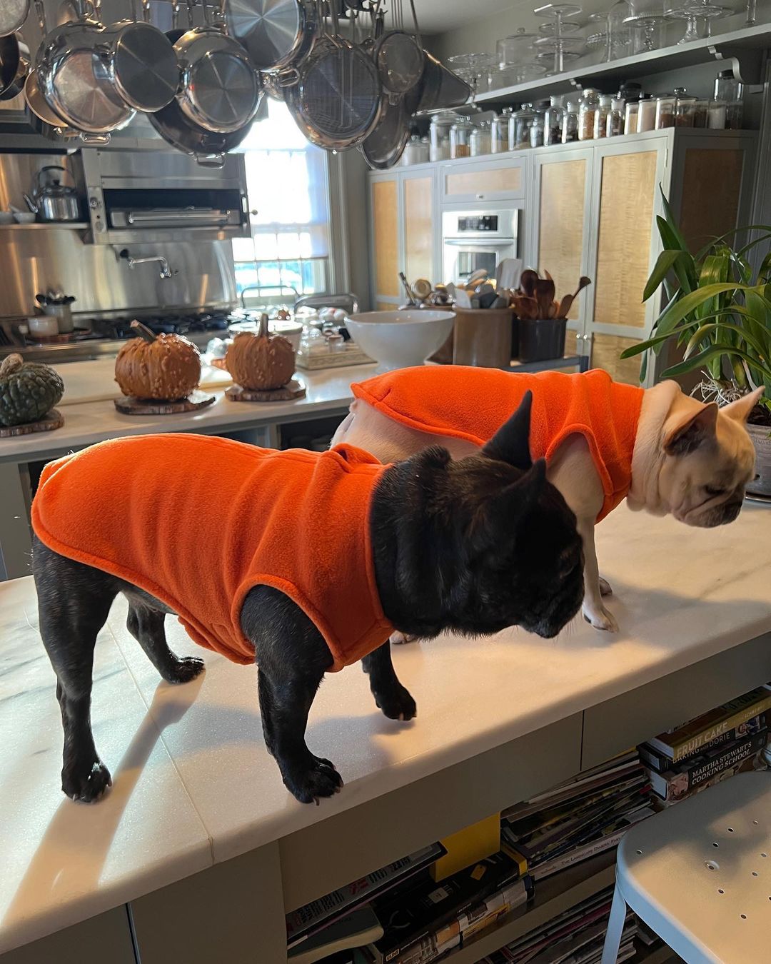 Martha Stewart's French Bulldogs, Creme Brulee and Bete Noire
