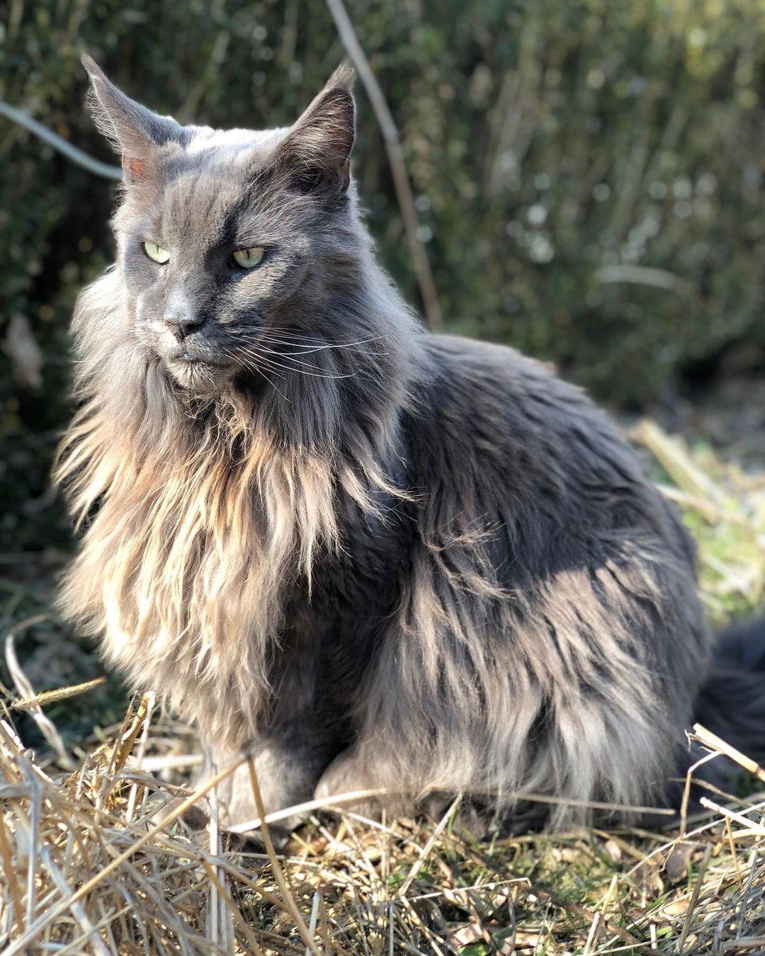 Roger: The handsome Maine Coon Cat