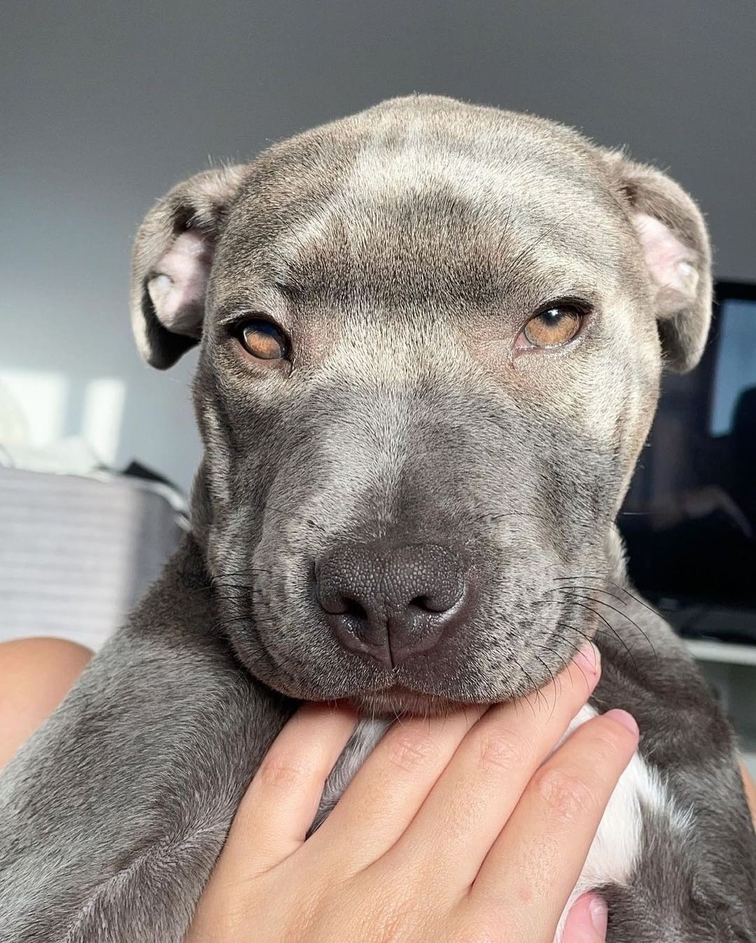 This dog doesn't like cameras