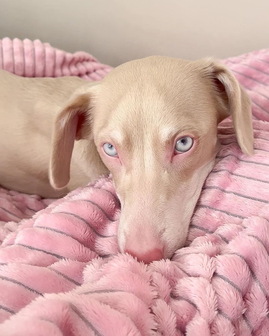 Branksy the Albino Dog