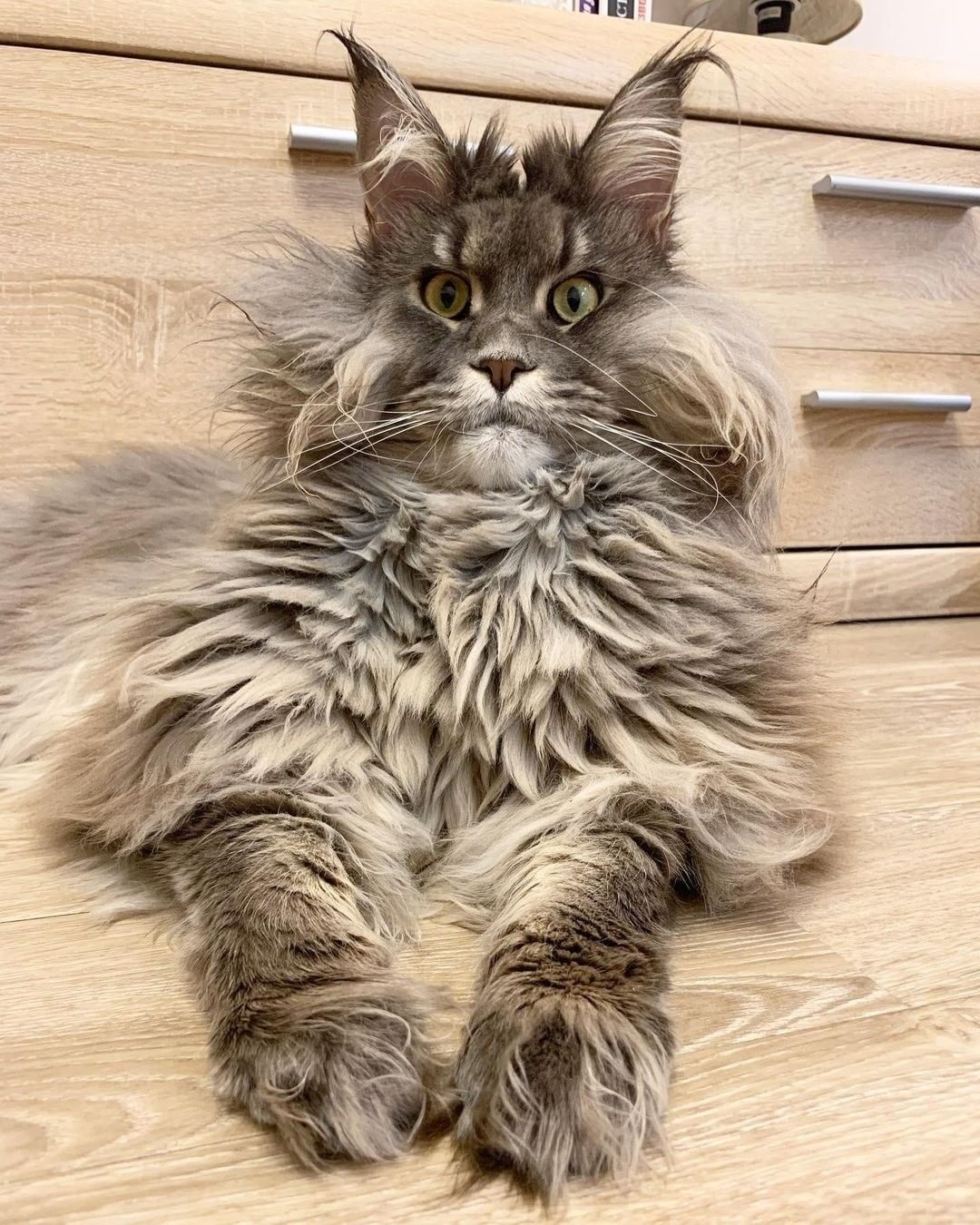 Maine Coon Cats