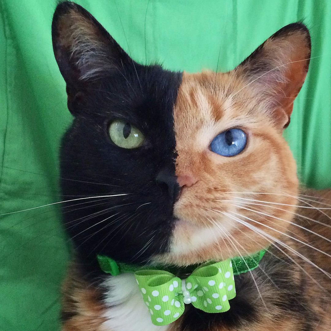 Venus the Two Face Cat with different-colored eyes