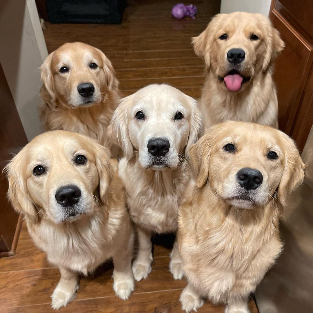 5 Golden Retriever dogs