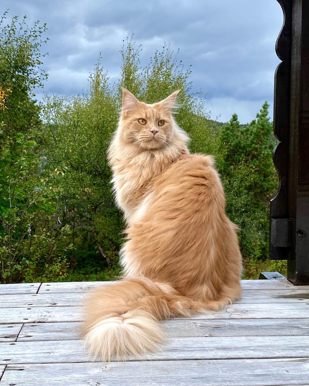 Sebastian the Maine coon cat
