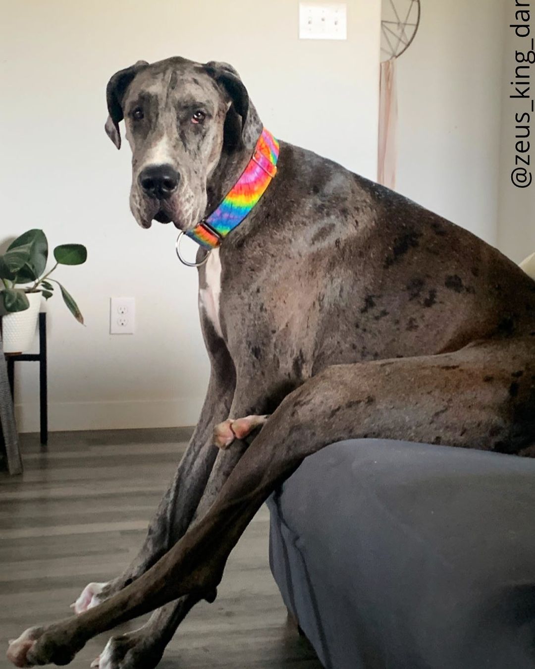 Zeus the Great Dane