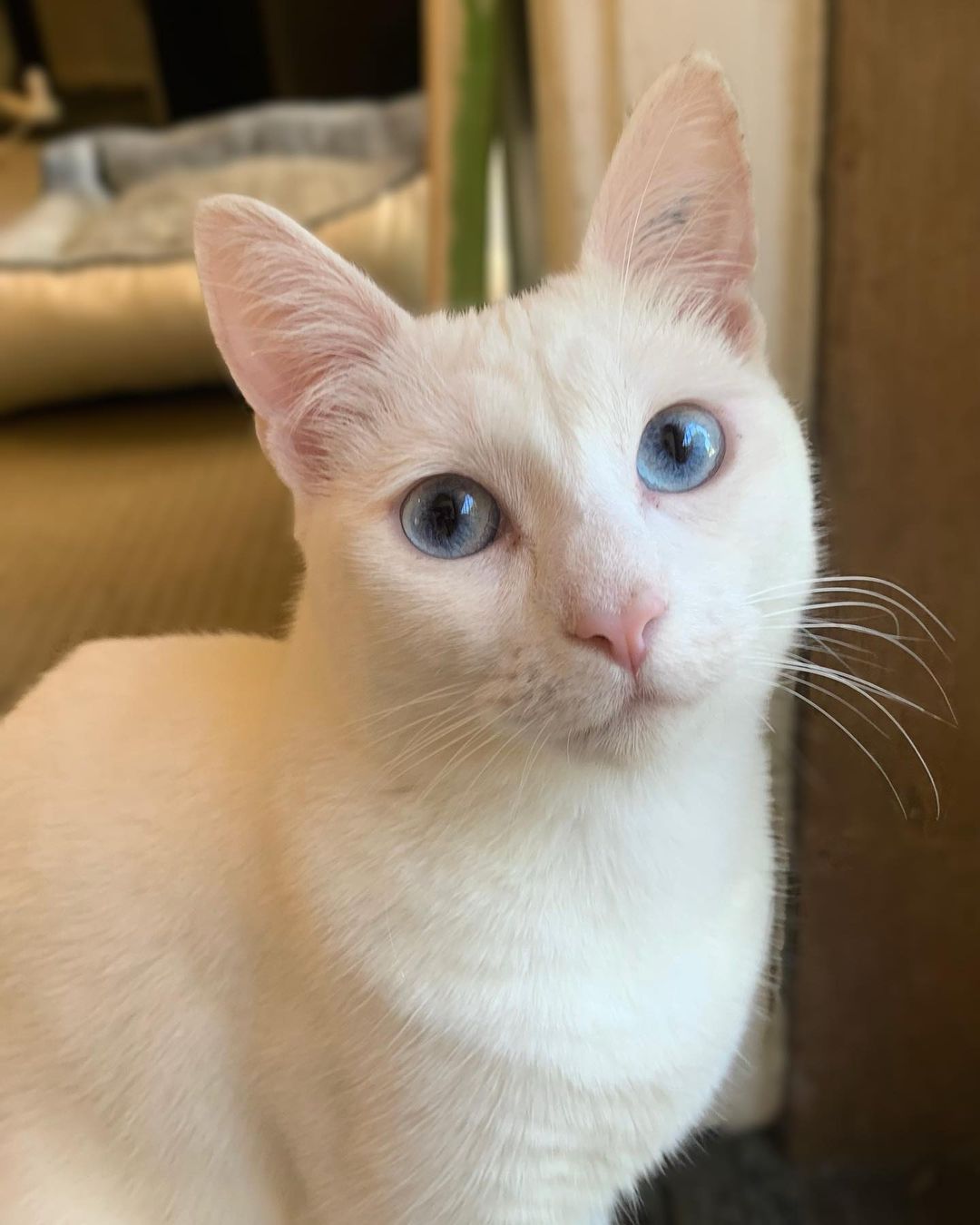 Bon-Bon the Albino Cat