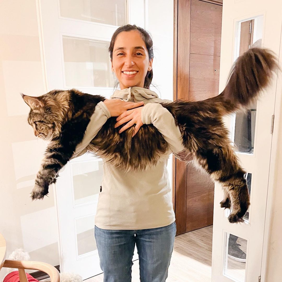 Bruno the Maine Coon