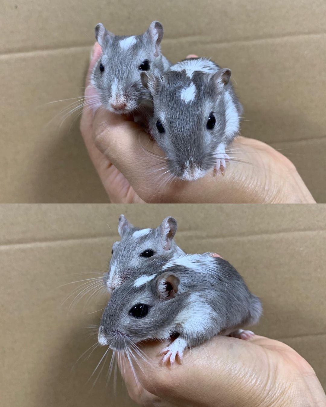 Gerbils are allowed as pets in Florida with no permit