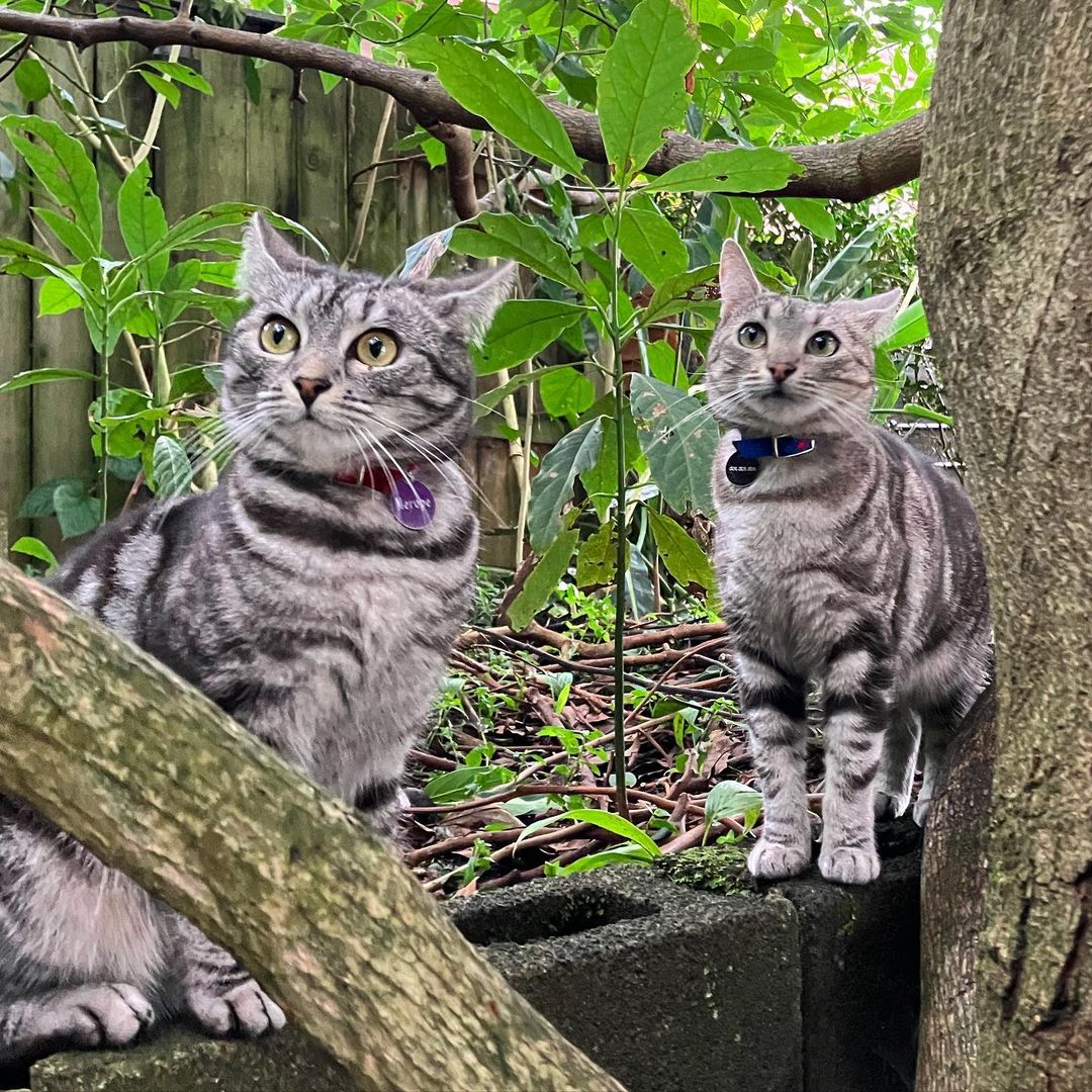 Twin cats Twee and Dinky