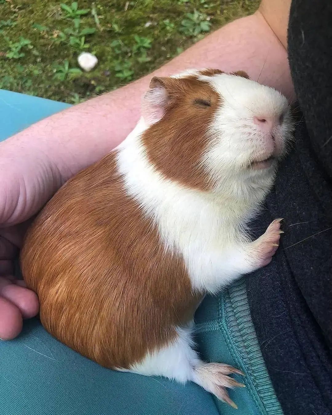Pet Guinea pig