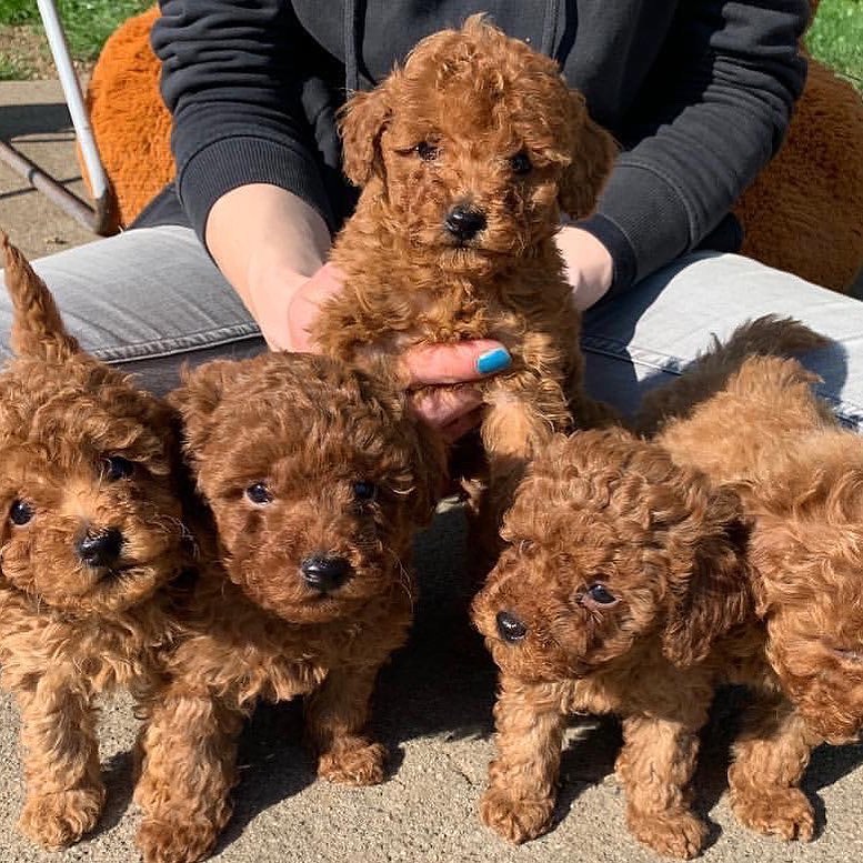 Poodle puppies
