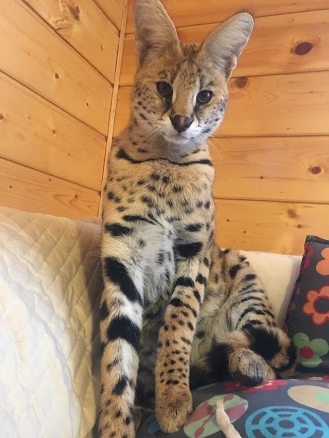 a pet serval cat