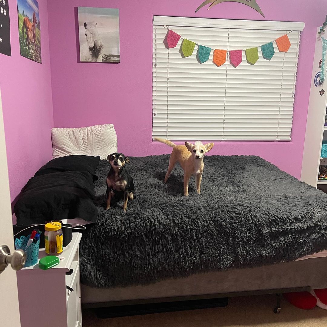 A fancy room dedicated to two dogs