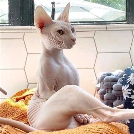 Sphynx Cat