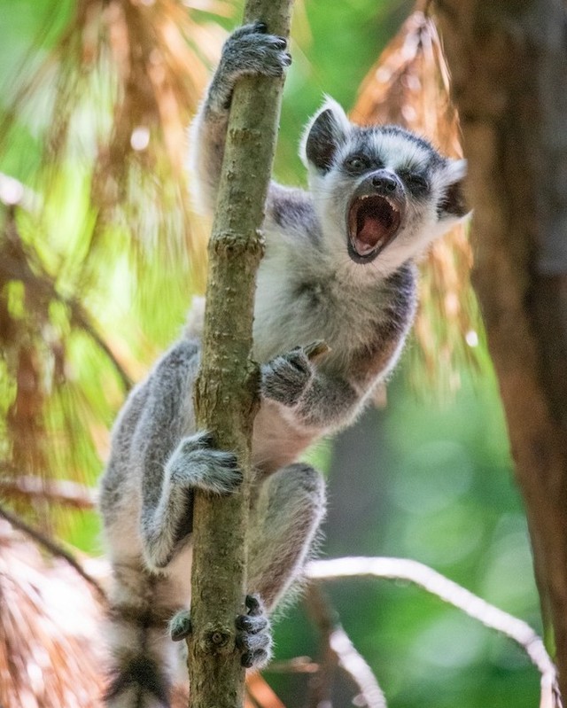 Pet Lemurs are legal is Florida