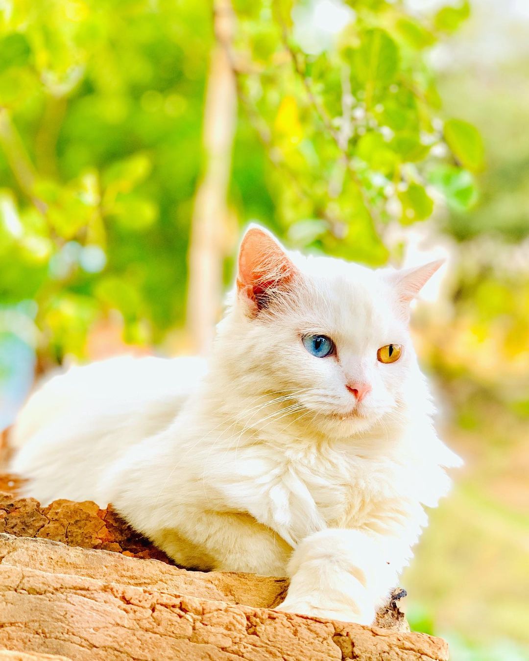 Bagad the heterochromia cat