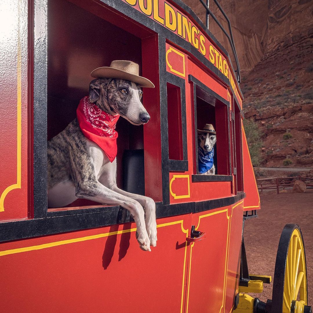 This funny dog picture is not amused