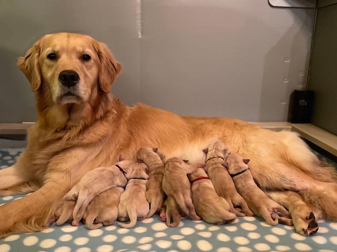Golden Retriever and her puppies
