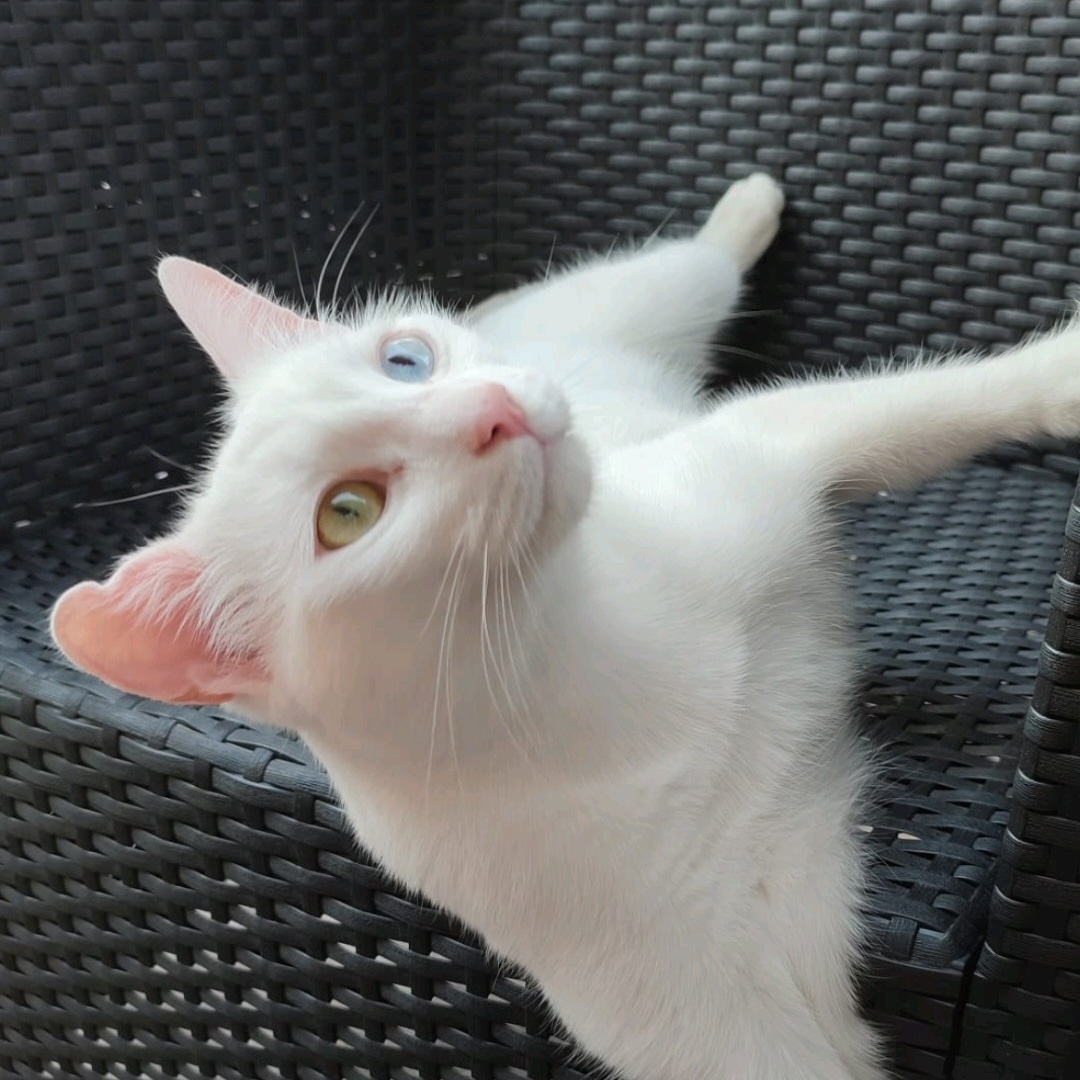 Kasper the Albino Cat