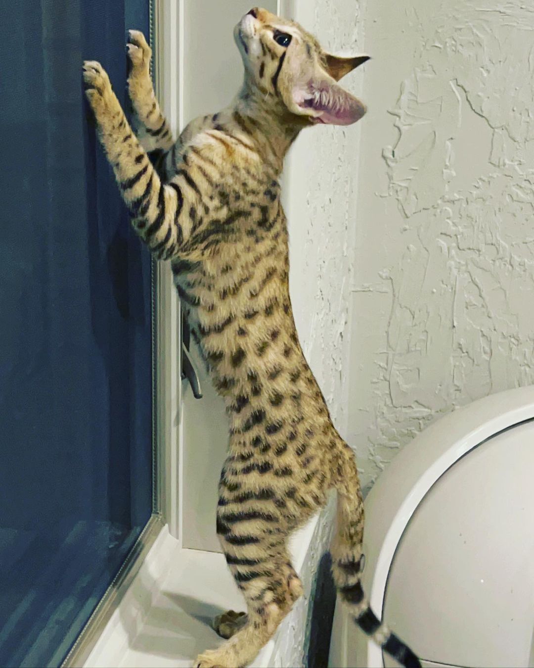 An F2 Savannah Cat